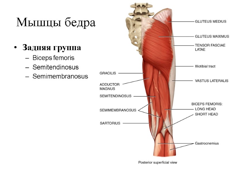 Мышцы бедра Задняя группа Biceps femoris Semitendinosus Semimembranosus